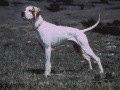 Pedigree CIKI DES PISES Pedigree CIKI DES PISES